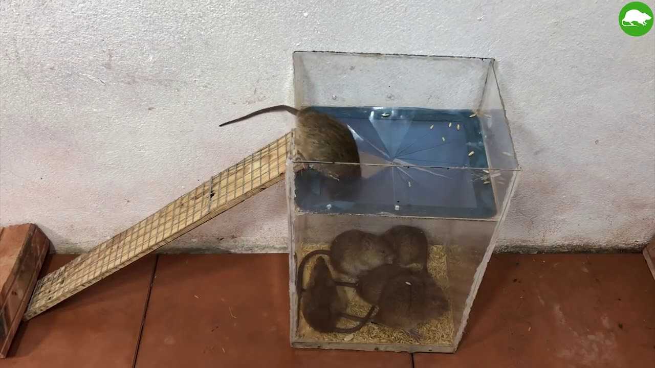 Как вывести крыс из дома народными средствами