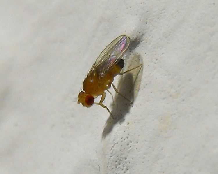 Дрозофилы: как выглядят, фото, как избавиться от этих мух в квартире, откуда они появляются, сколько живут