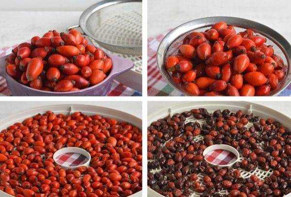 Как хранить боярышник в домашних условиях, срок годности высушенных и свежих ягод