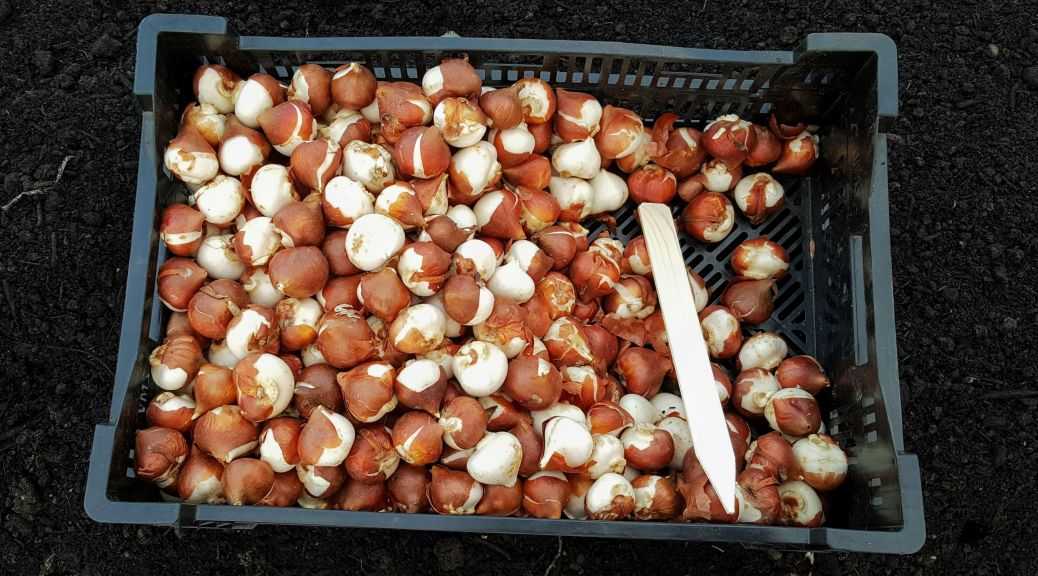 Как правильно хранить луковицы тюльпанов летом и зимой: полезные советы