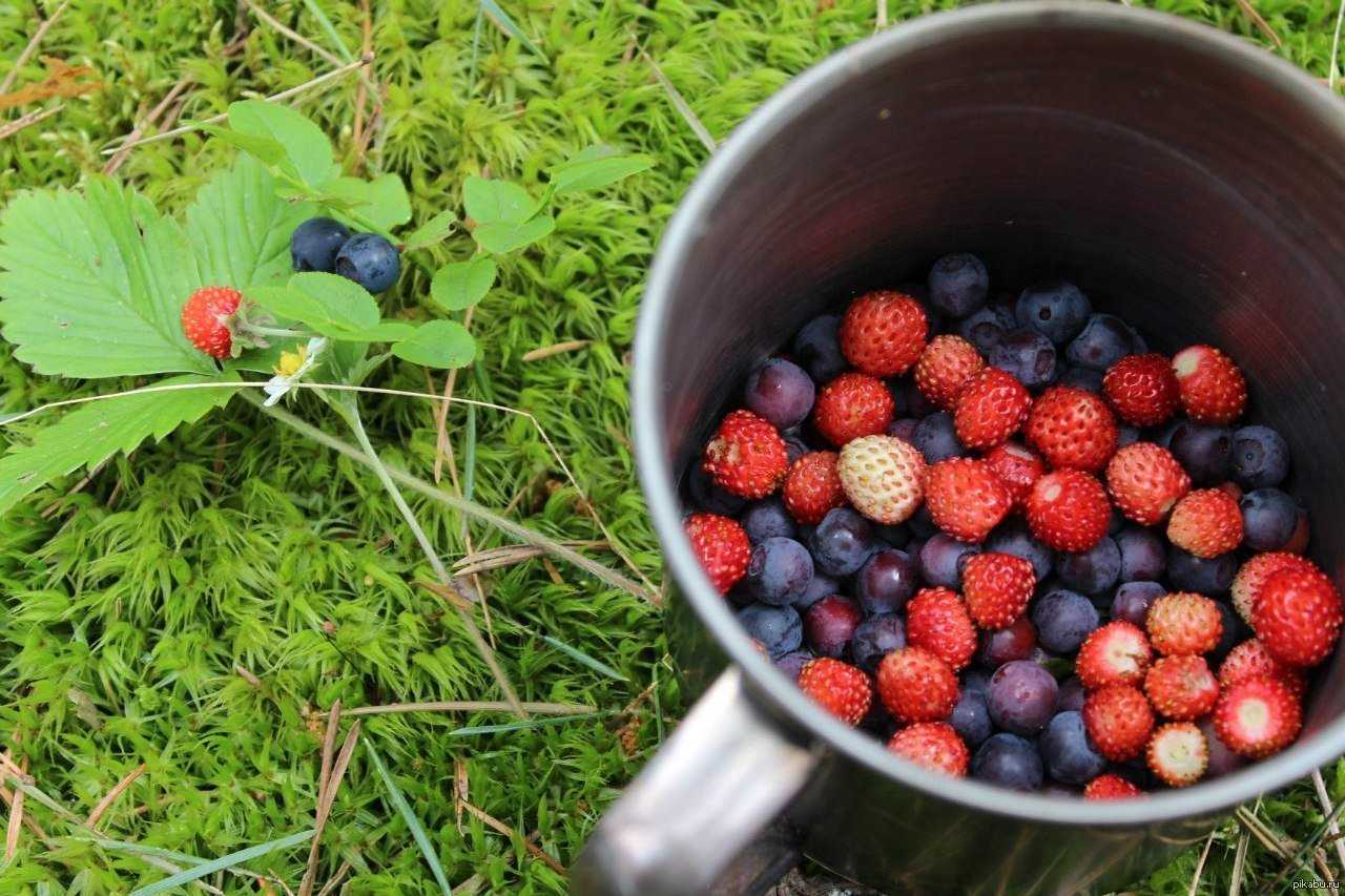Есть несколько способов, как вывести старые пятна от ягод Справиться с загрязнением от черной смородины можно как домашними средствами, так и специальными магазинными пятновыводителями