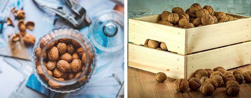 Как хранить лесные орехи в домашних условиях