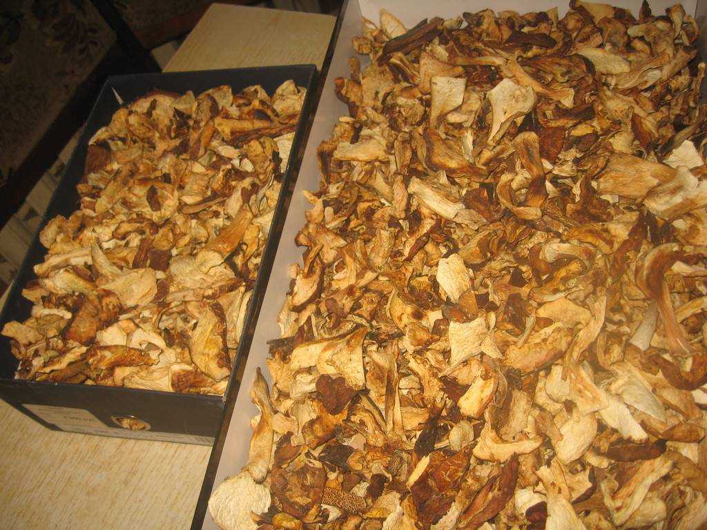 Как правильно хранить сушеные грибы в домашних условиях в квартире на зиму, чтобы не испортились и не завелась моль
