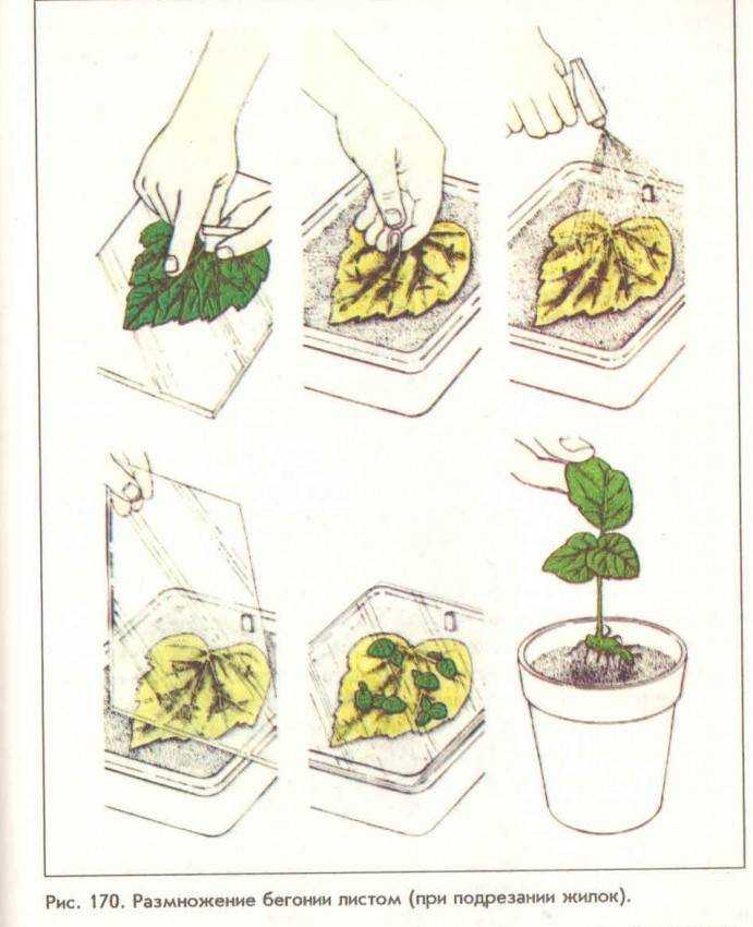 Цветок кордилина: описание, уход в домашних условиях и способы размножения