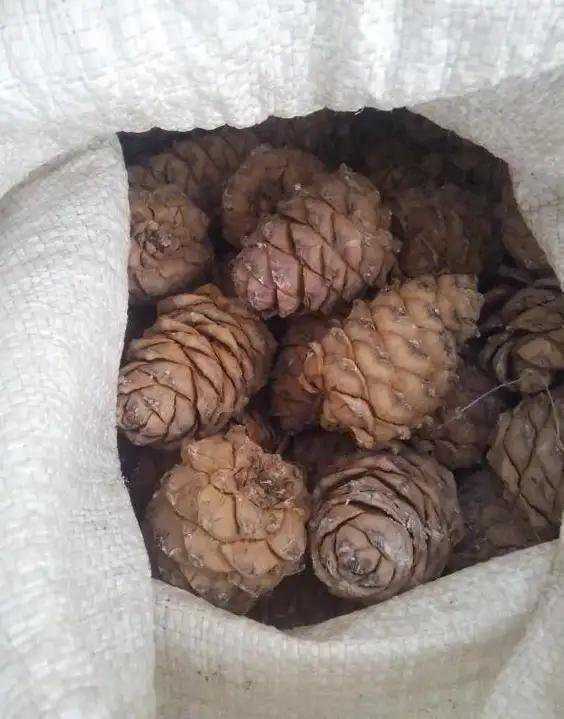 Как дома хранить кедровые орехи очищенные