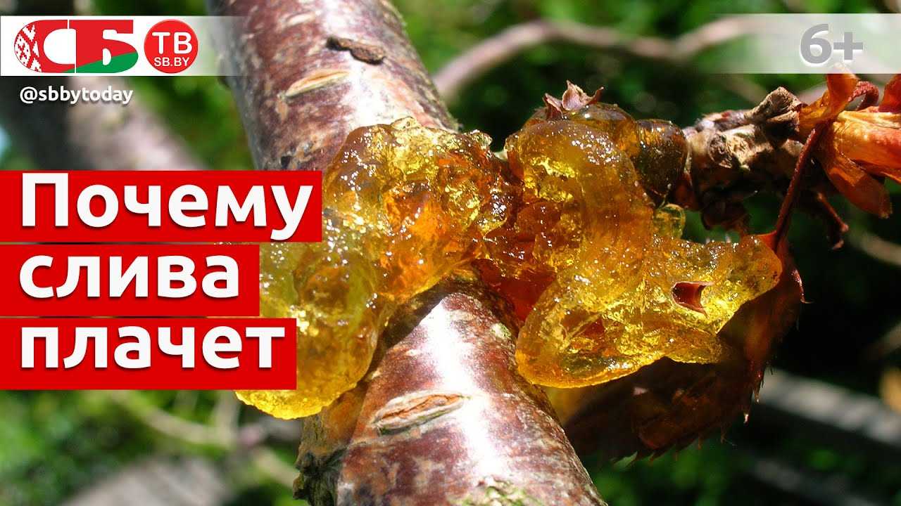 Чем отстирать апельсиновые пятна с одежды: 6 лучших способов