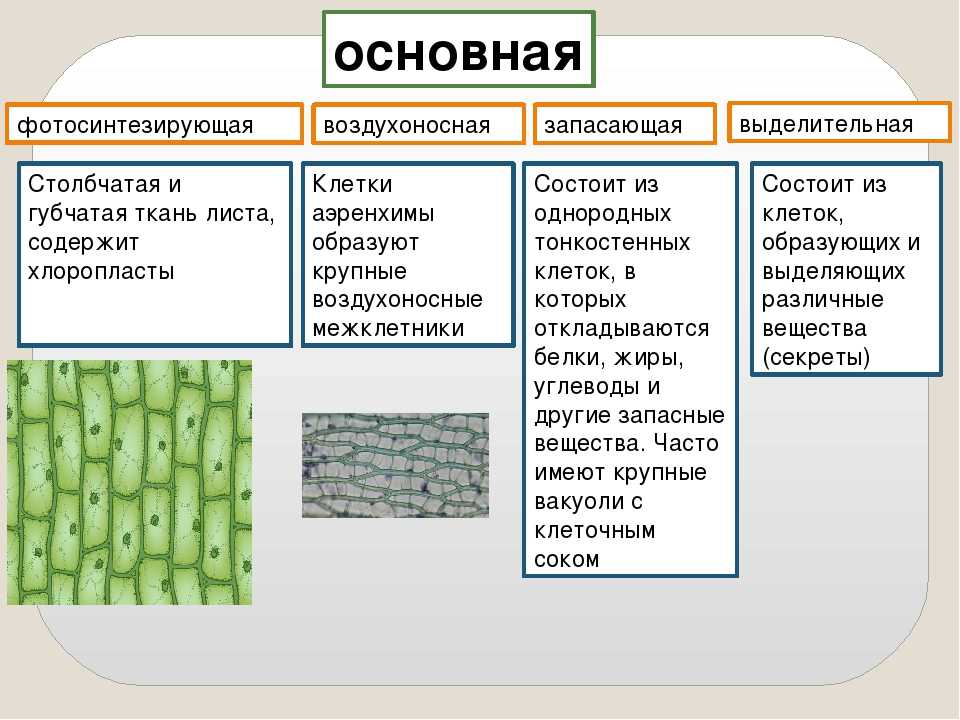 Ткань таффета: характеристики, описание, виды и состав