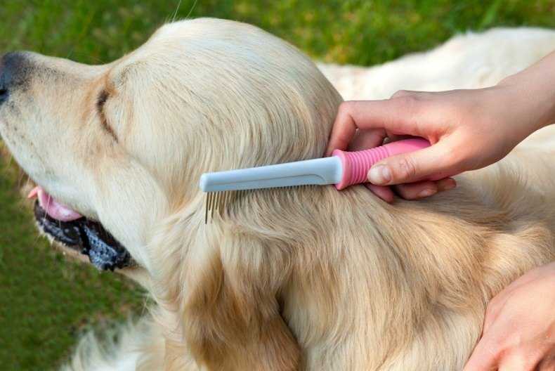 Как прясть собачью шерсть: в домашних условиях, вручную, на электропрялке