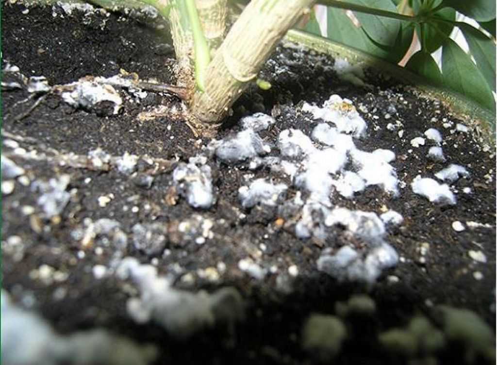 Белый налет на почве горшечных растений: плохой компост и мало воздуха для корней