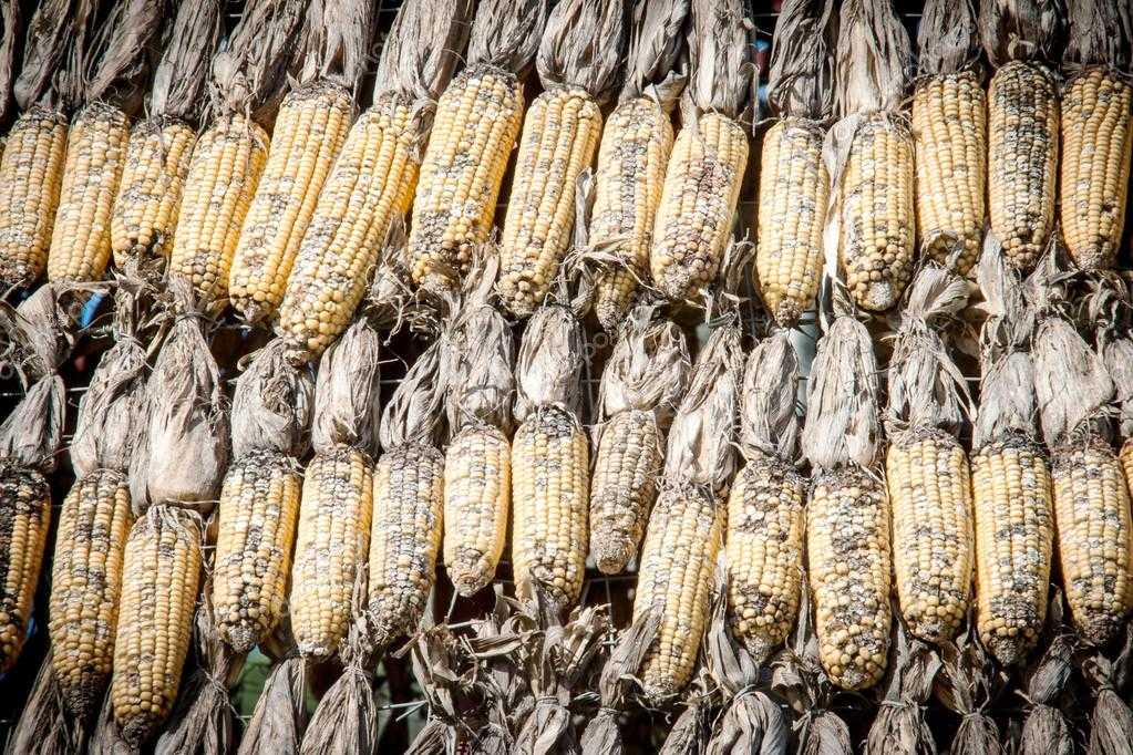 Как хранить кукурузу — что нужно знать
