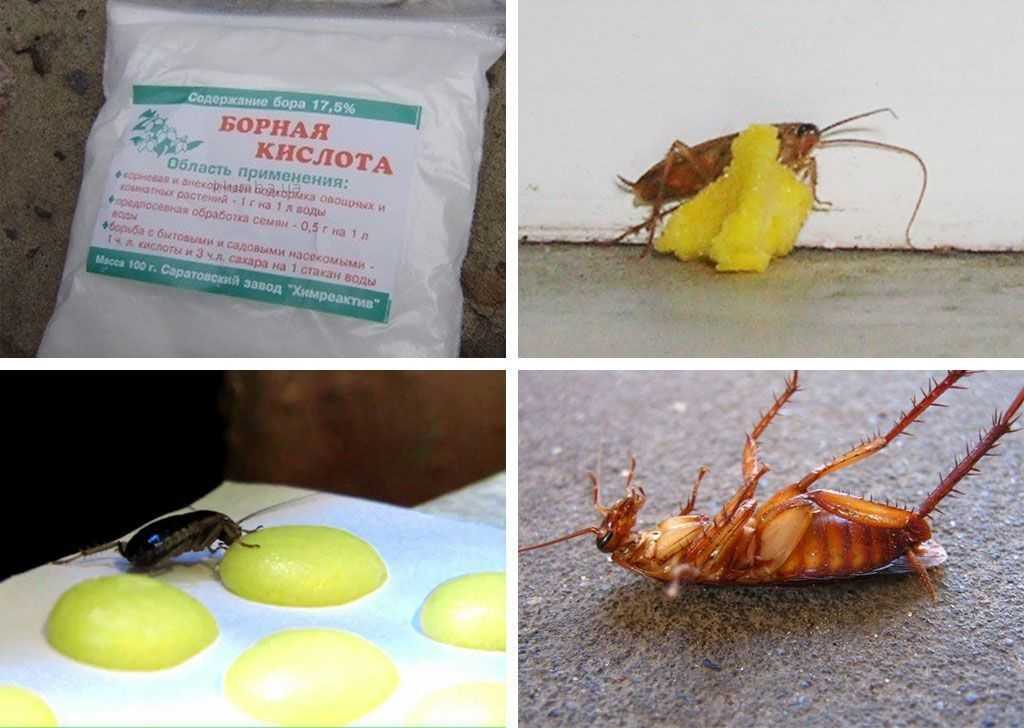 Борная кислота от тараканов и рецепты приготовления шариков: с яйцом, картофелем, сахаром