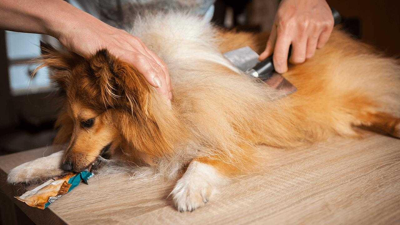 Правильный уход за шерстью собаки: чем расчесывать и как вычесать колтуны?