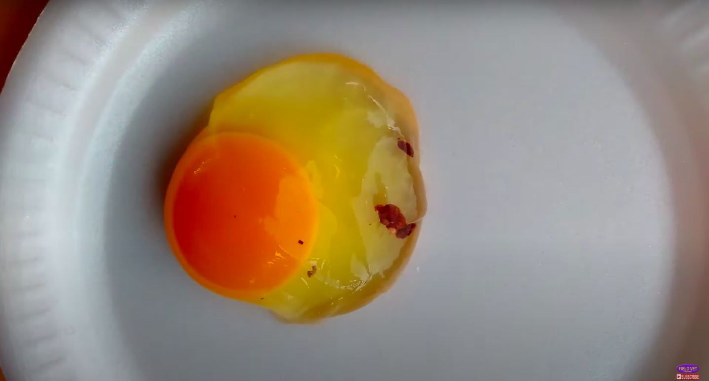 Откуда берутся яйца с кровью и безопасно ли их есть Что важно знать о яйцах Почему нельзя есть такие яйца