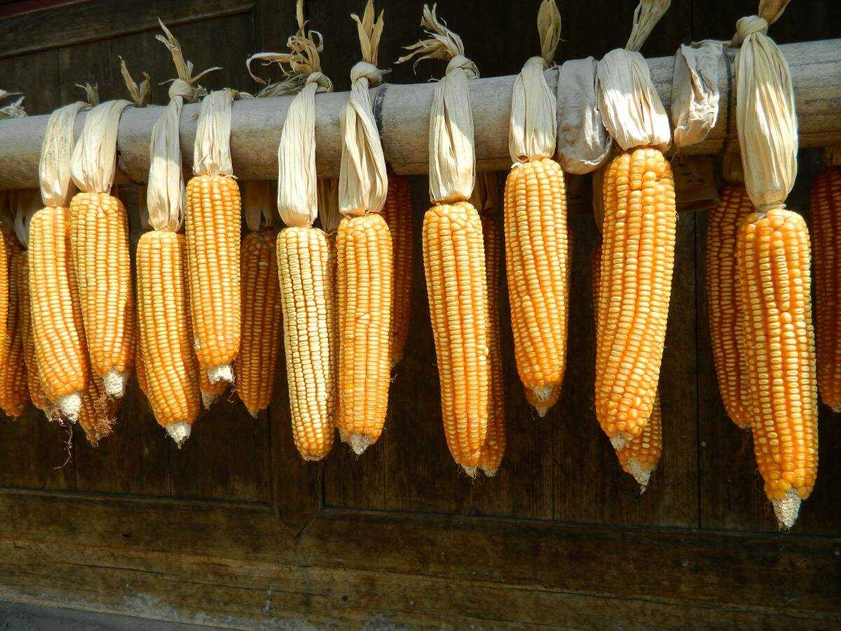 Не всем известно, что сохранить кукурузу на зиму в домашних условиях без потери вкуса можно, если оставить урожай в початках, не снимая зерно Воспользовавшись простыми способами заготовки плодов кукурузы, можно радовать себя полезным и вкусным блюдом круг
