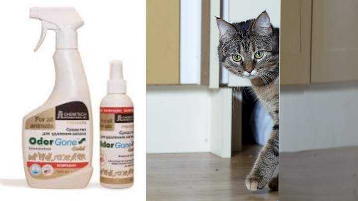 9 способов, избавиться от запаха кошачьей мочи в квартире - строительный блог вити петрова