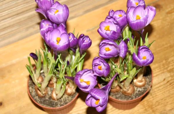 Крокус (шафран): как правильно ухаживать за цветком в домашних условиях