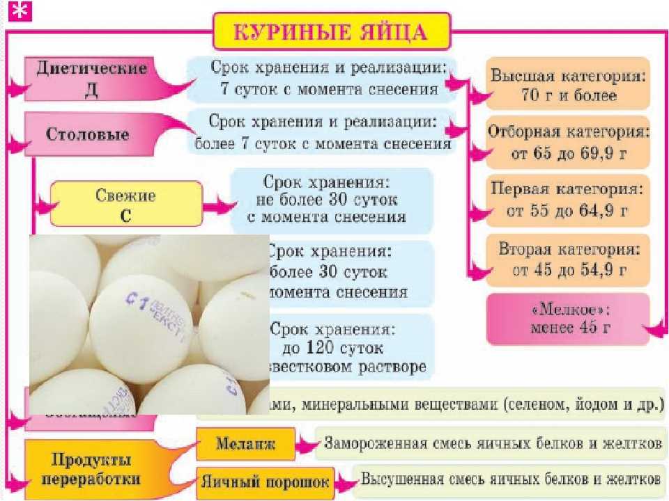 Температура и правила хранения яиц