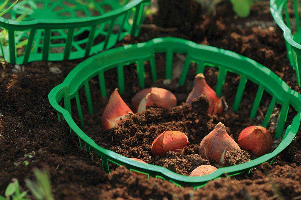 Как хранить луковицы тюльпанов до весны: хранение в домашних условиях зимой, посадка