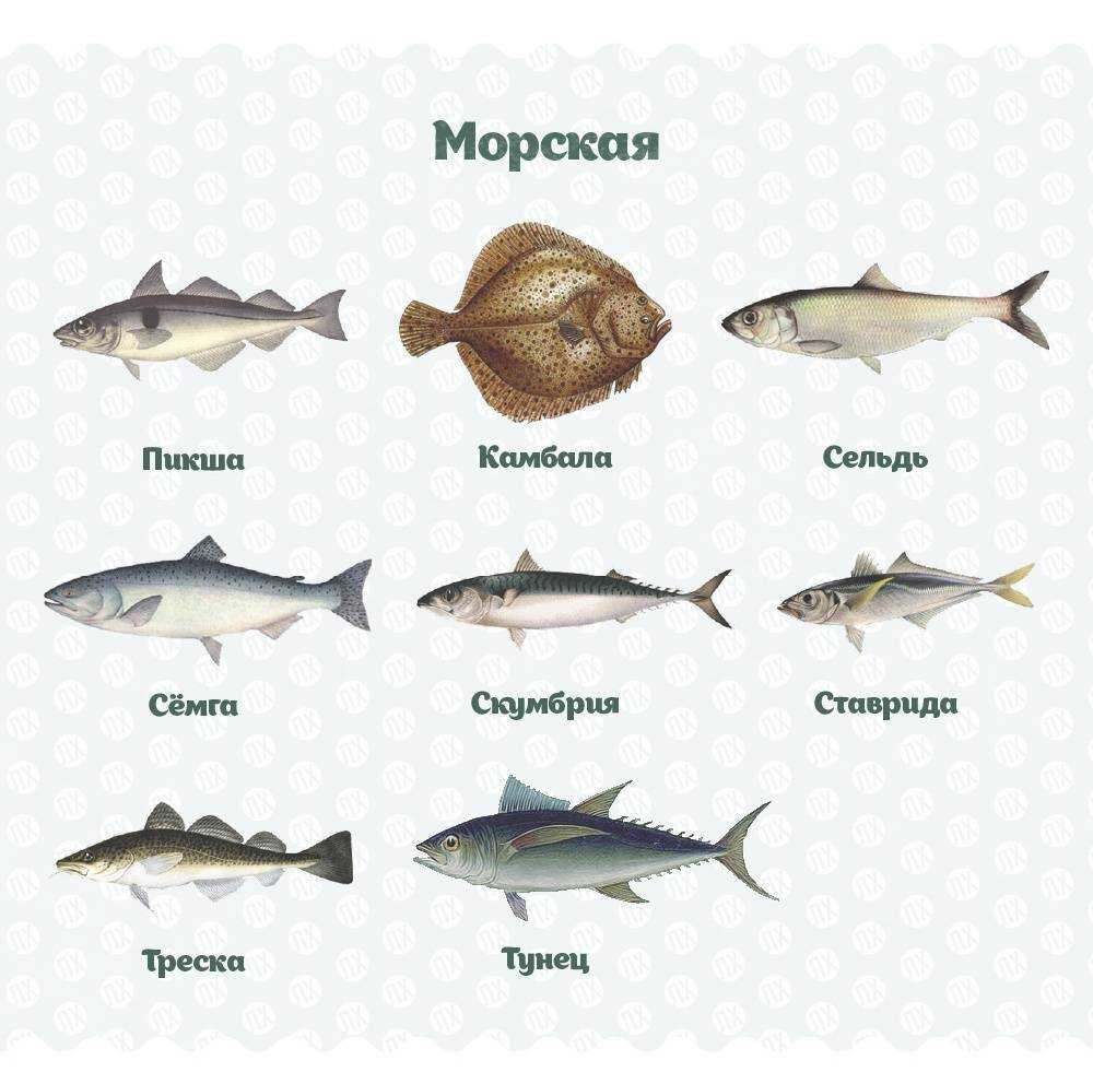 Внимание! несвежая рыба! - полезные советы на все случаи жизни - форум myoktyab