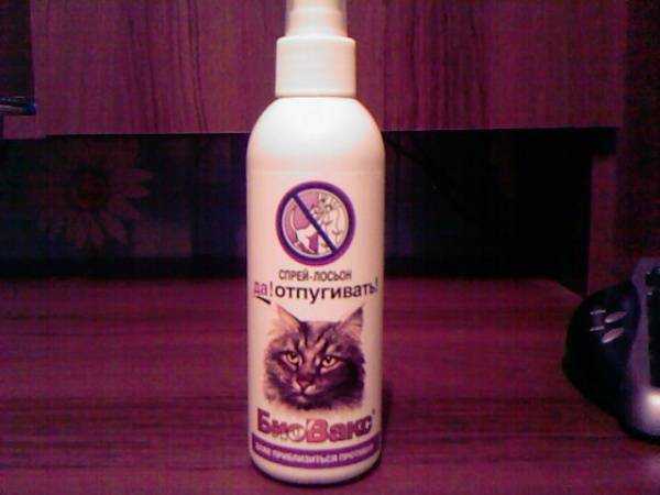 Как отвадить кошек от участка? какой запах не любят кошки? отпугиватель кошек :: syl.ru