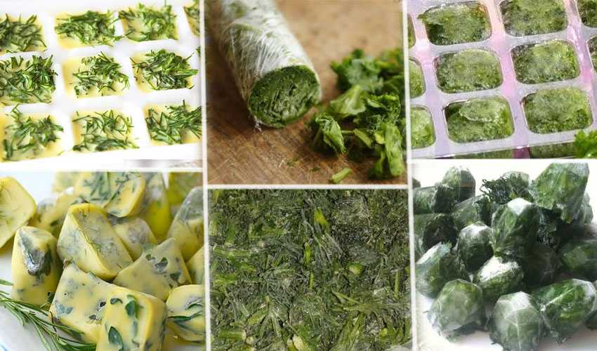 Как заготовить на зиму листья салата: основные способы