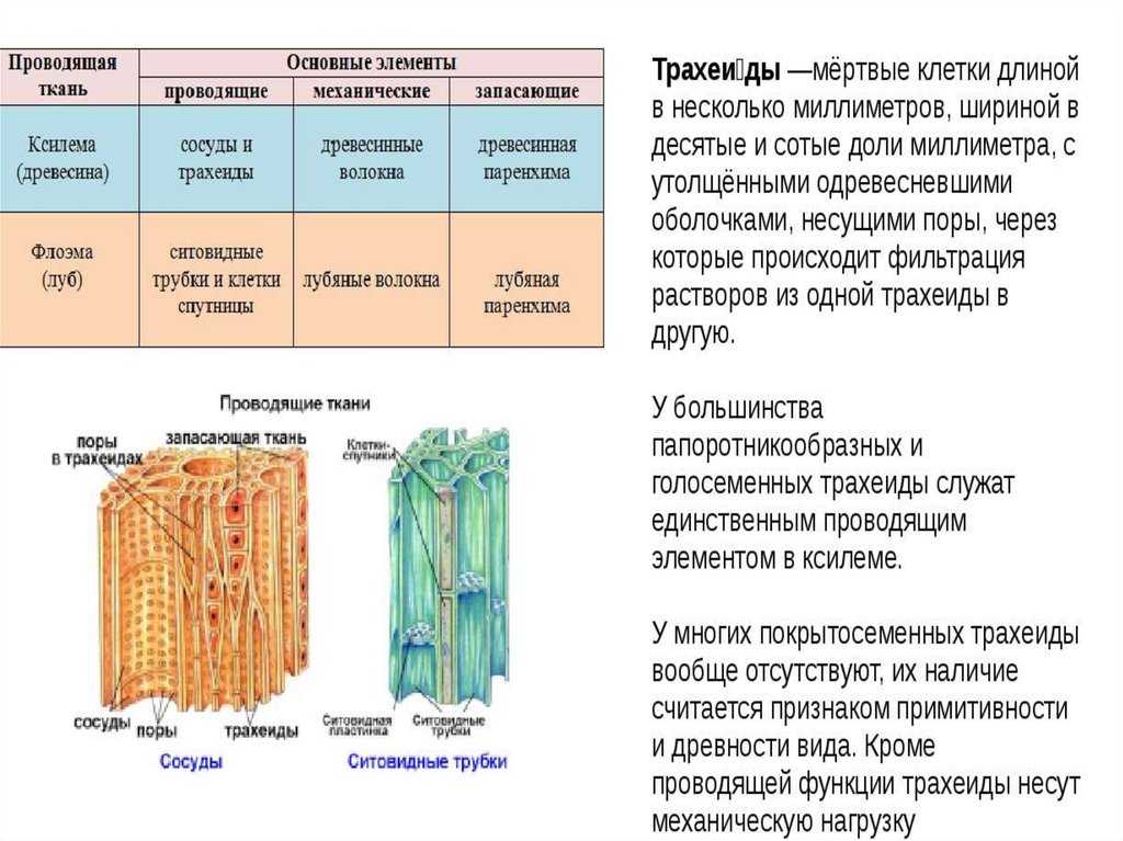 Таффета - что за ткань: описание, виды и характеристики материала