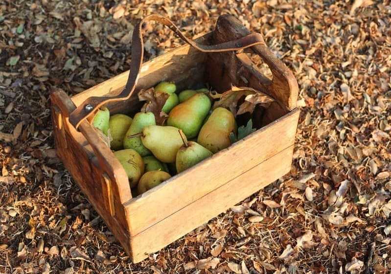 Хранение яблок и груш на зиму в погребе (советы по защите урожая)