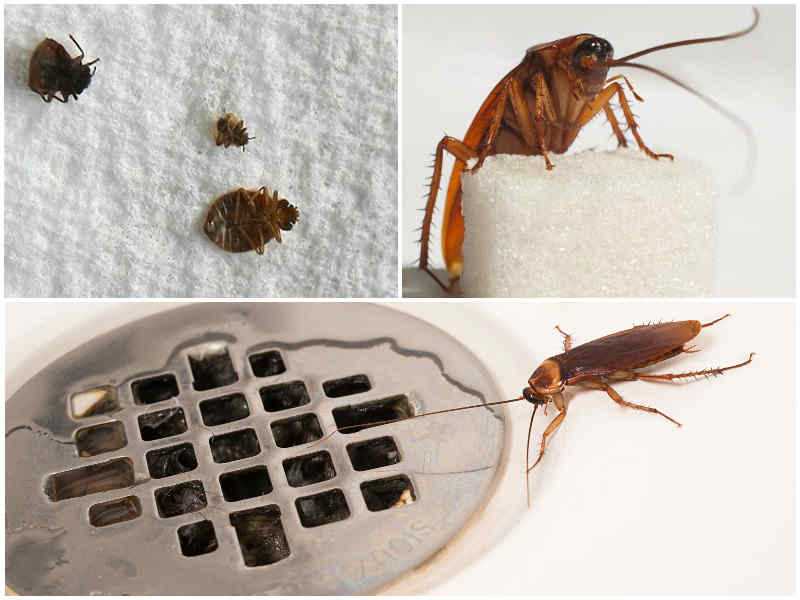 Что делать если появились тараканы в квартире