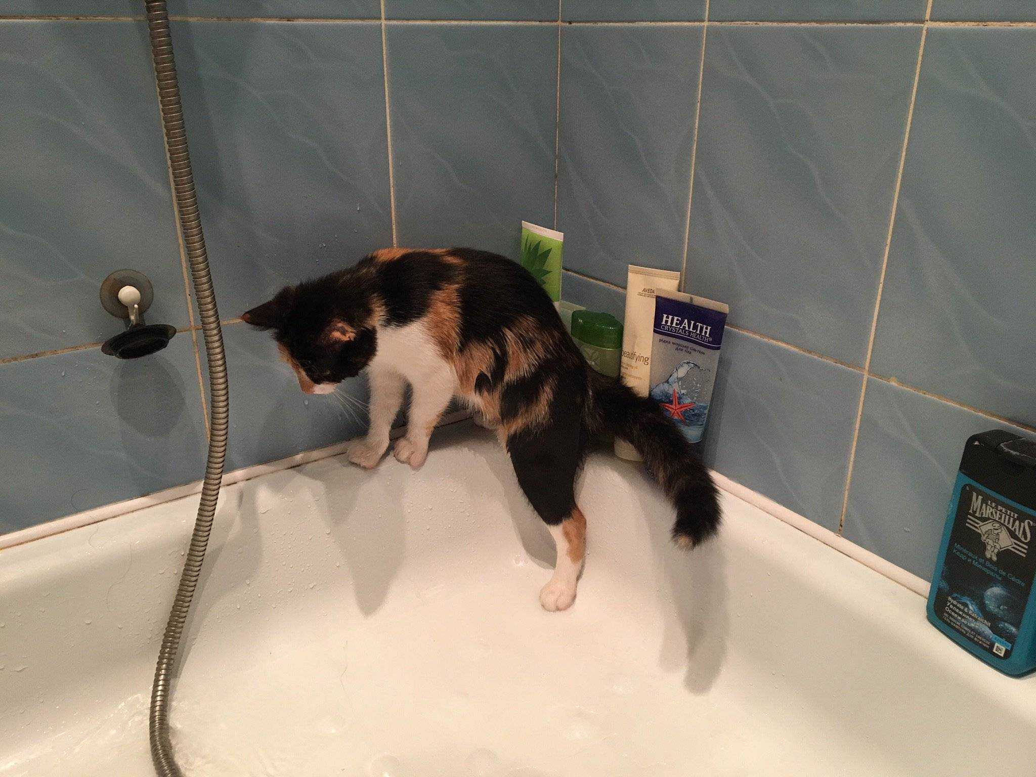 Почему кошки боятся воды? как приучить кошку к воде? :: syl.ru