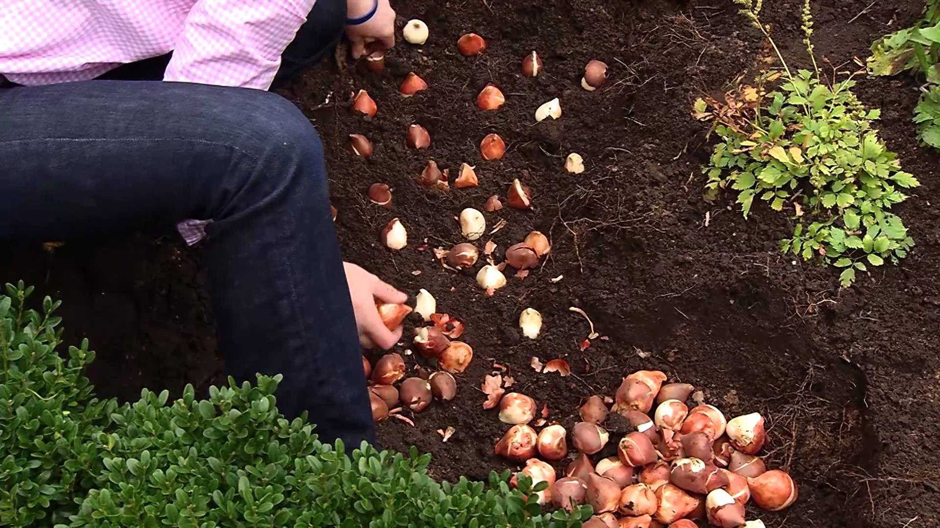 Как сохранить луковицы тюльпанов в домашних условиях