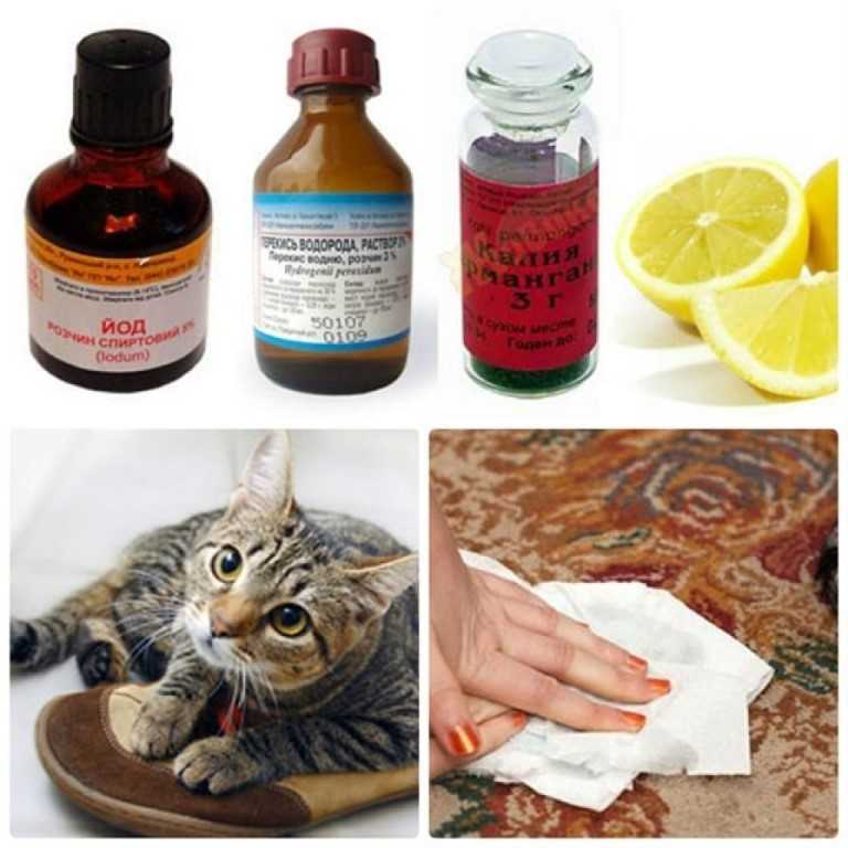 Как избавиться от запаха кошачьей мочи: народные и специальные средства