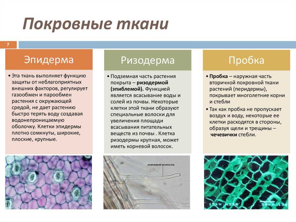 Какие существуют разновидности прозрачных и полупрозрачных тканей