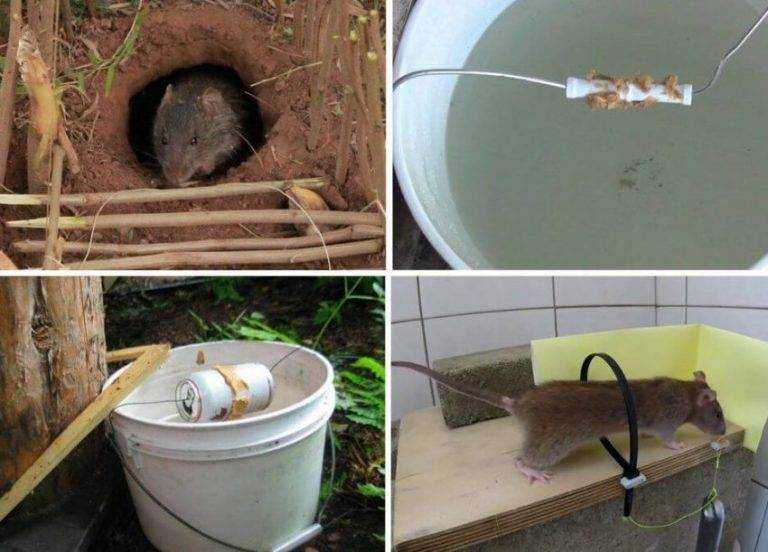 Как поймать крысу в домашних условиях: обзор самодельных ловушек