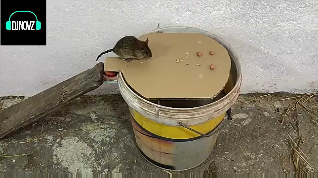 Как сделать ловушки для крыс своими руками