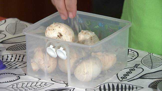 Сколько хранятся шампиньоны в холодильнике свежие и маринованные, срок годности консервированных грибов