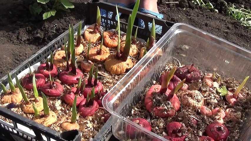 Как сохранить луковицы тюльпанов до весны в домашних условиях