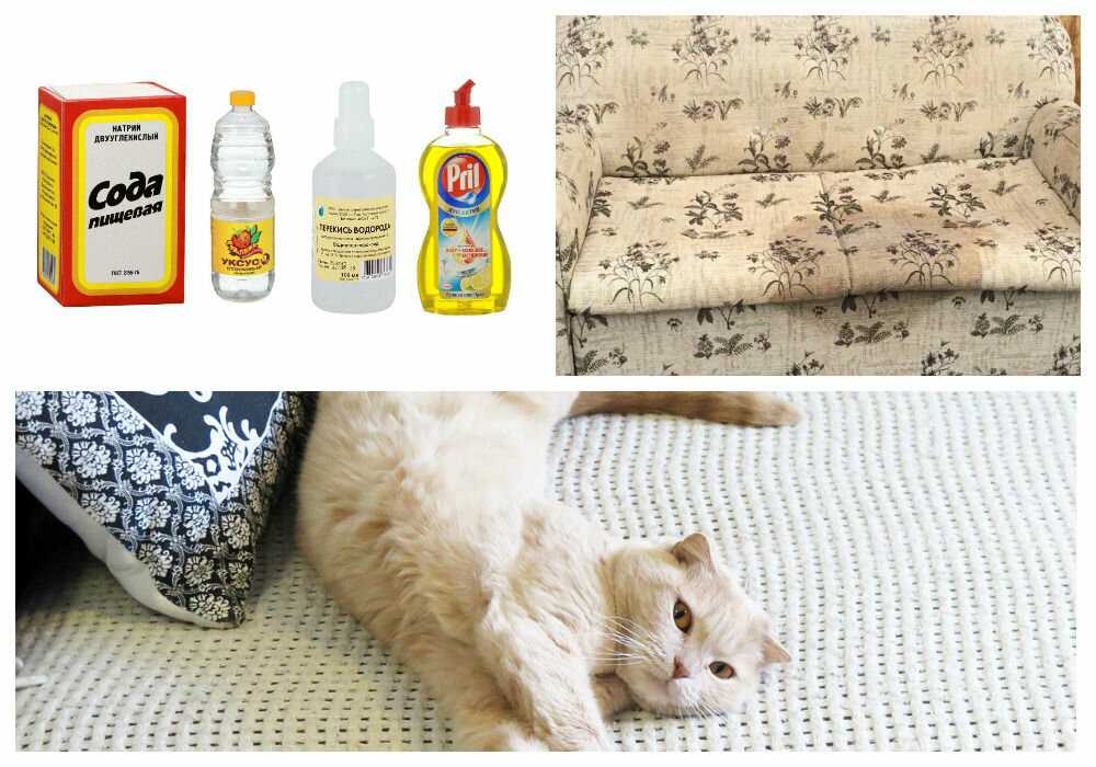 Как избавиться от запаха кошачьей мочи: методы и средства