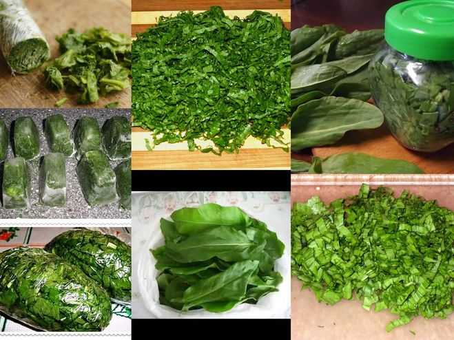 Как заготовить зелень на зиму / выяснили у эксперта – статья из рубрики "как замораживать" на food.ru