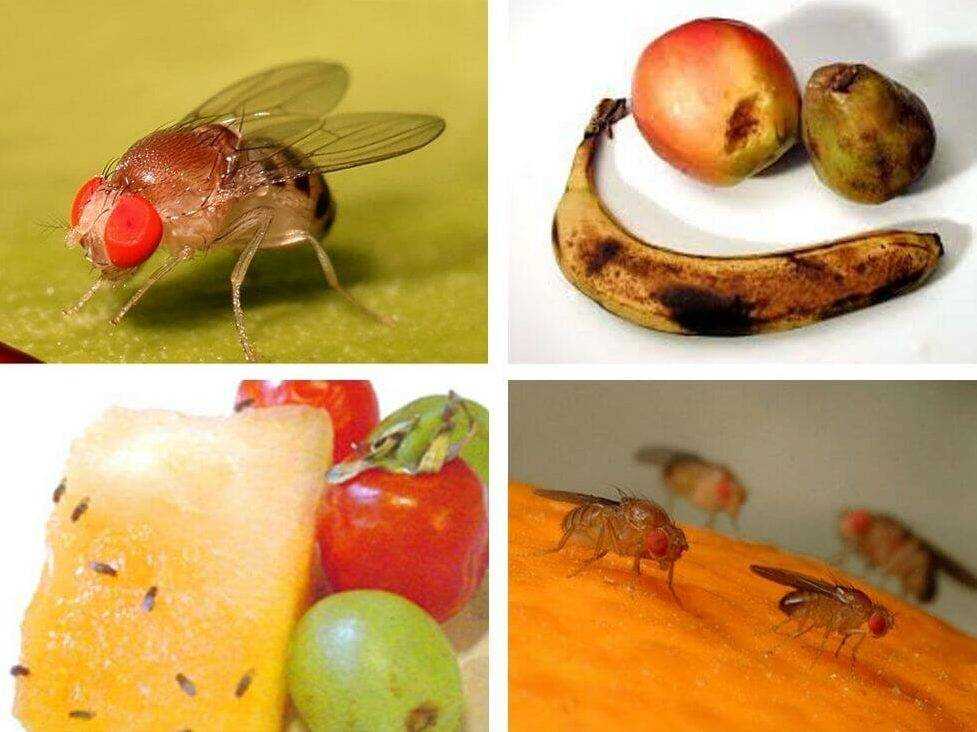 Откуда берутся плодовые мушки и как от них избавиться?