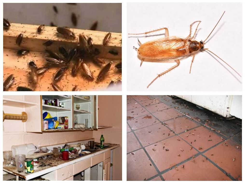 Откуда берутся тараканы: предпосылки их появления и активного размножения