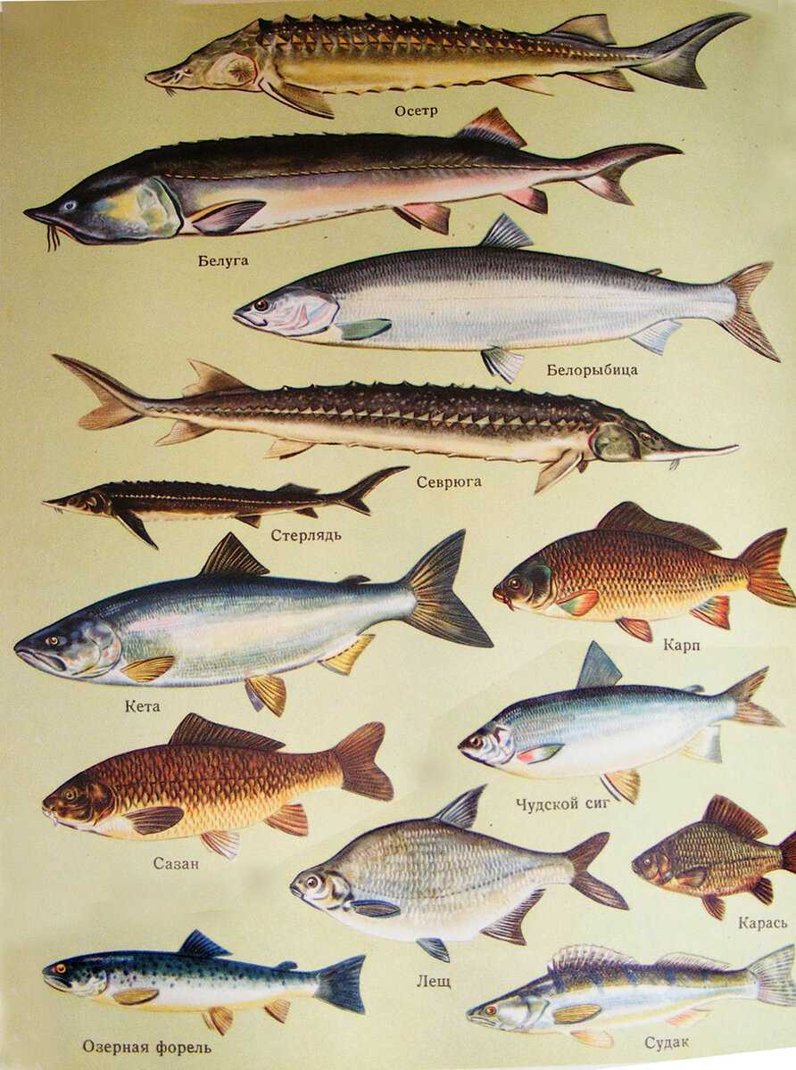 Рыбы без чешуи. названия описания и виды рыб без чешуи | животный мир