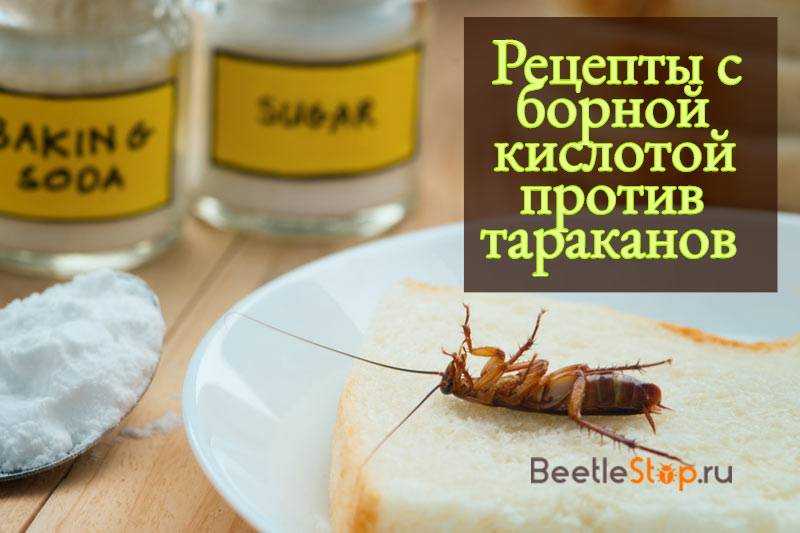 Борная кислота от тараканов - рецепты и способы применения отравы