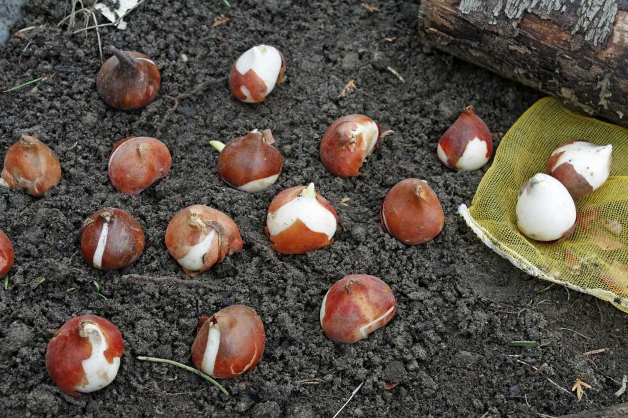 Как хранить луковицы тюльпанов зимой в домашних условиях до весны