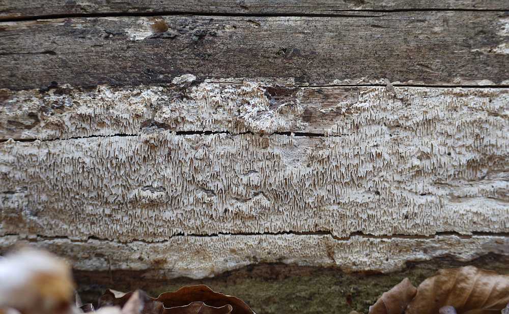 Как удалить плесень с деревянных поверхностей?