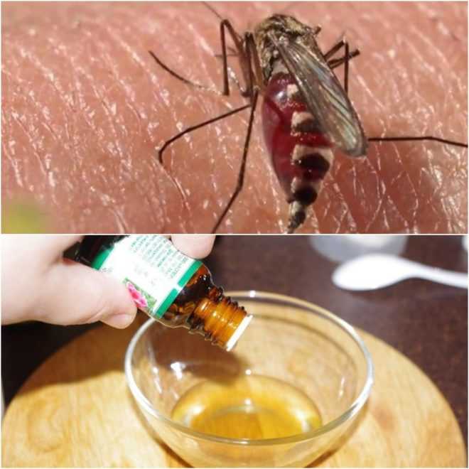 Избавляемся от комаров народными средствами, как защитить дом и себя