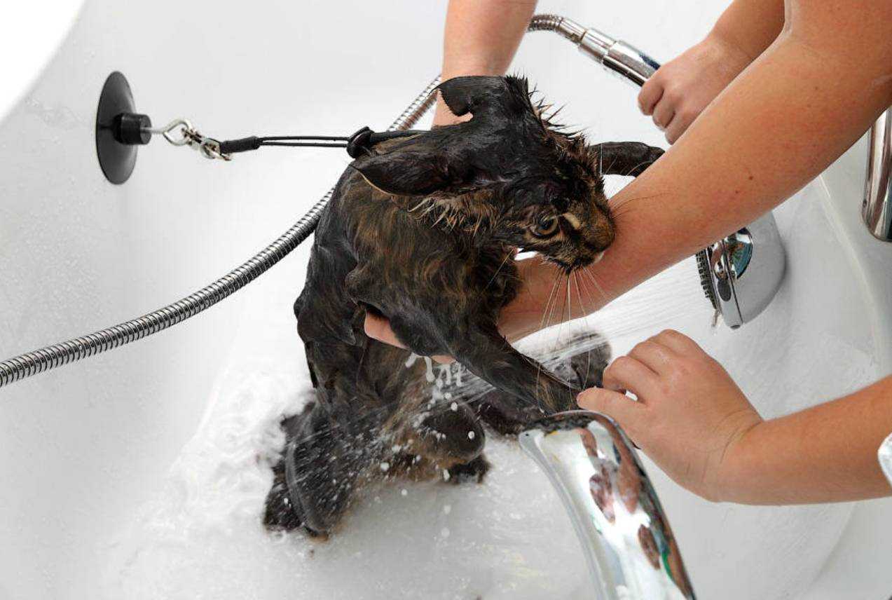 Как помыть кота: правильная организация процедуры, аксессуары