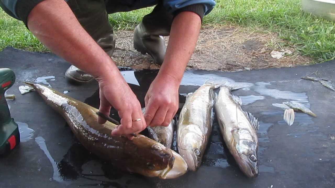 Чистка рыбы от чешуи