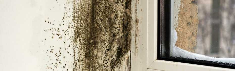 Плесень, грибок на деревянных, пластиковых окнах, откосах: причины, как убрать и предотвратить?