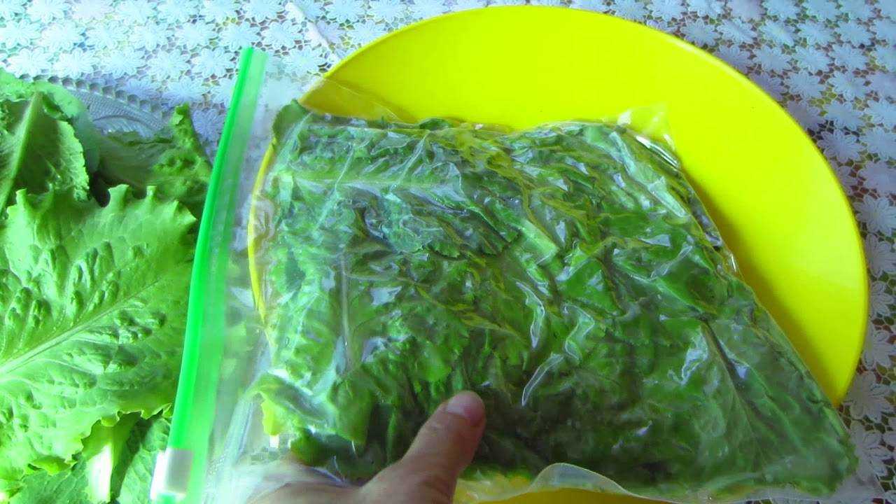 Как сохранить листья салата на зиму: 3 метода консервирования и 2 вида заморозки | mirnadivane.ru