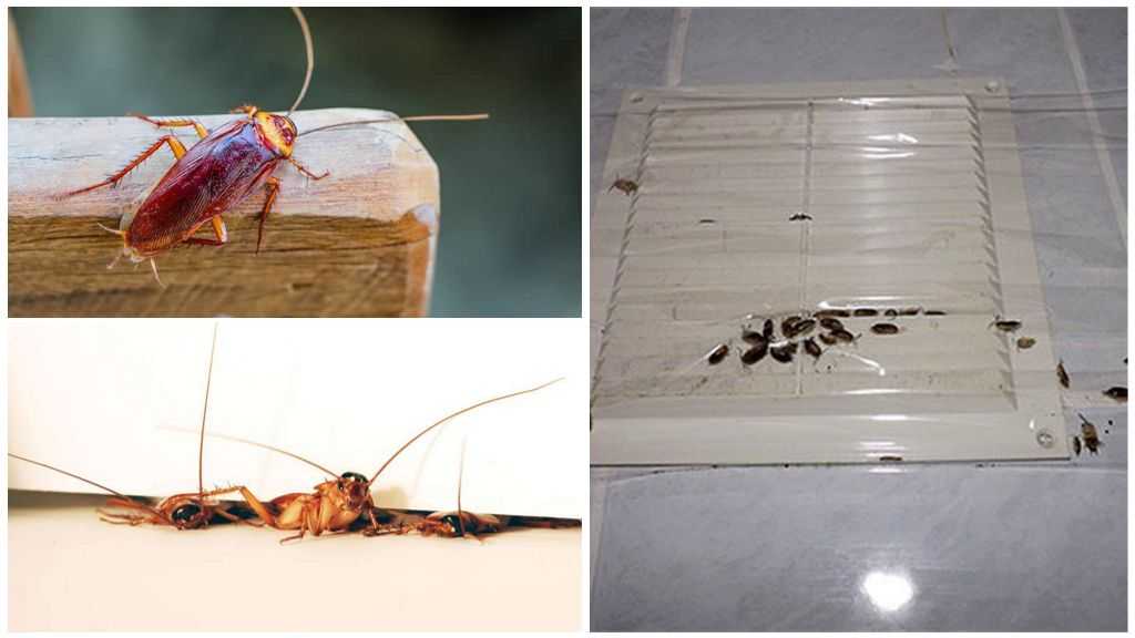 ❶ тараканы в квартире: 10 причин, откуда берутся, как появляются в частном доме, от чего заводятся в новостройках на 1, 2, 5 этажах